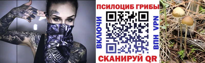 Купить где  Вятские Поляны  Галлюциногенные грибы Psilocybe 